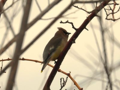 CEDAR WAXWING