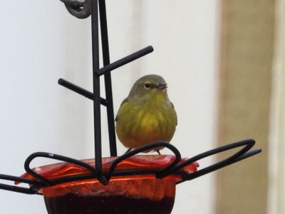 ORANGE-CROWNED WARBLER (oreothlypis)