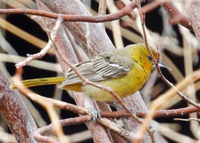 STREAKED-BACKED ORIOLE