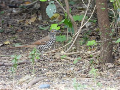 Long-billed Thrasher