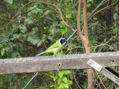 GREEN JAY