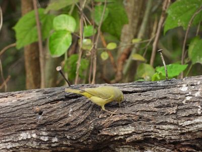 ORANGE-CROWNED WARBLER (lutescens)