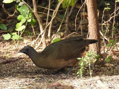 PLAIN CHACHALACA
