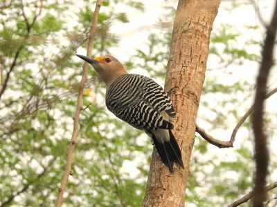 Golden-fronted Woodpecker