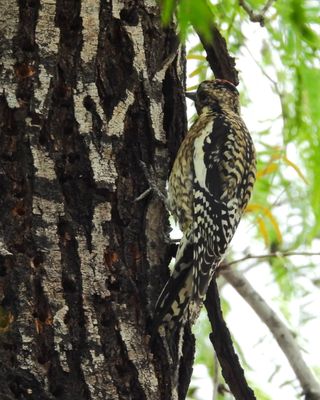 Yellow-bellied Sapsucker (juv)