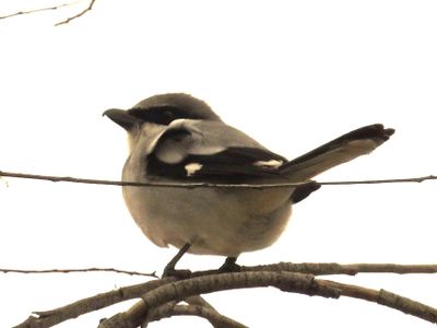 LOGGERHEAD SHRIKE