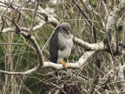 Gray Hawk