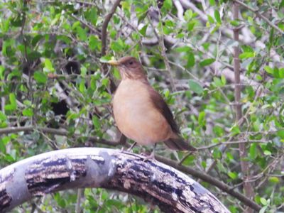 CLAY-COLORED THRUSH