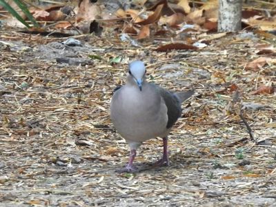 WHITE-TIPPED DOVE (male)