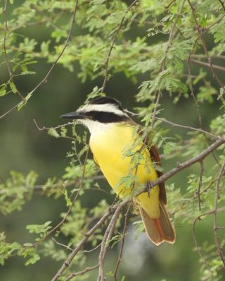 GREAT KISKADEE