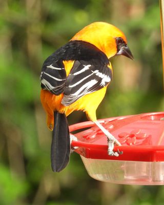 ALTAMIRA ORIOLE