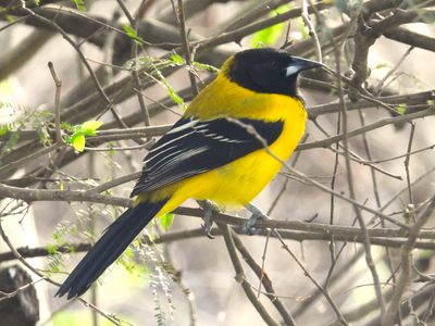 AUDUBON'S ORIOLE