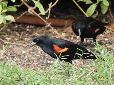 RED-WINGED BLACKBIRD