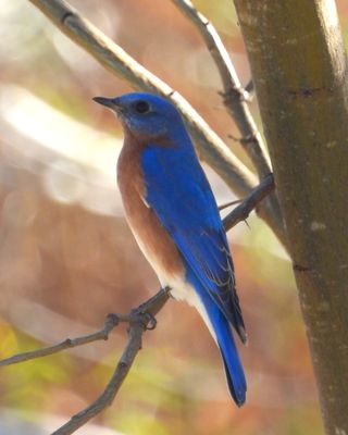 EASTERN BLUEBIRD