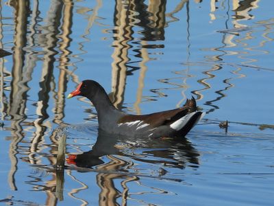 COMMON GALLINULE