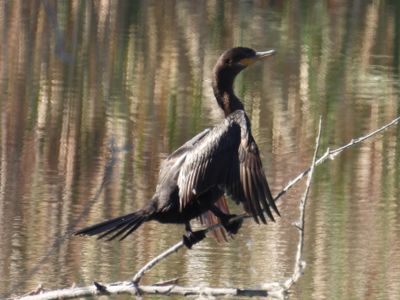 Neotropic Cormorant