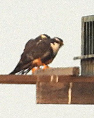 g13/83/612483/3/175052013.ca8ae8c6.JPEG