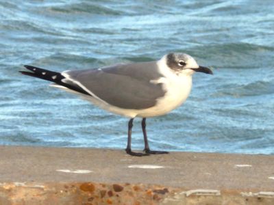 FRANKLIN'S GULL (basic)
