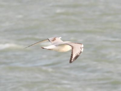 BONAPARTE'S GULL