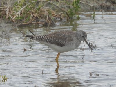 LESSER YELLOWLEGS