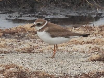 SEMIPALMATED PLOVER