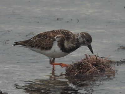 RUDDY TURNSTONE