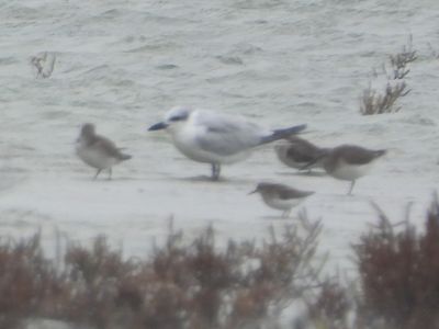GULL-BILLED TERN