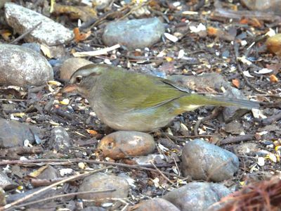 OLIVE SPARROW