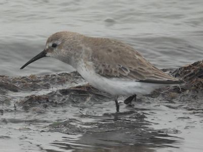 DUNLIN