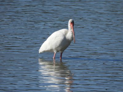 WADERS and PELICANS