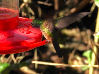 BUFF-BELLIED HUMMINGBIRD