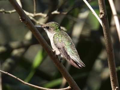 RUBY-THROATED HUMMINGBIRD (female)