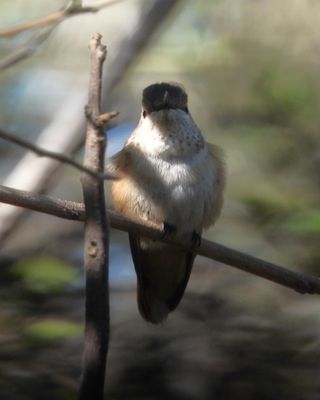 BROAD-TAILED HUMMINGBIRD (female type)