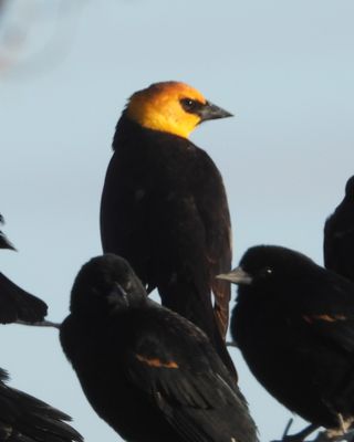 YELLOW-HEADED BLACKBIRD