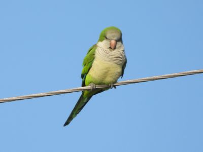 MONK PARAKEET