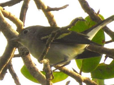 CHESTNUT-SIDED WARBLER (female)