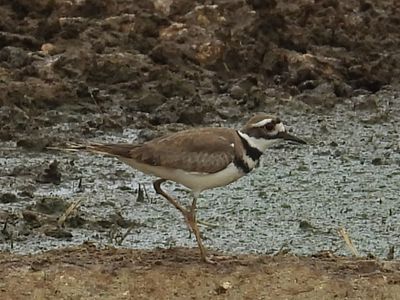 KILLDEER