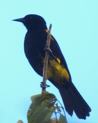 PUERTO RICAN ORIOLE