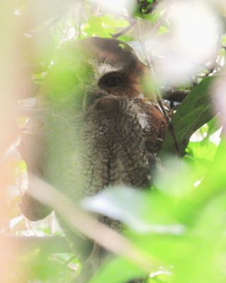 PUERTO RICAN OWL