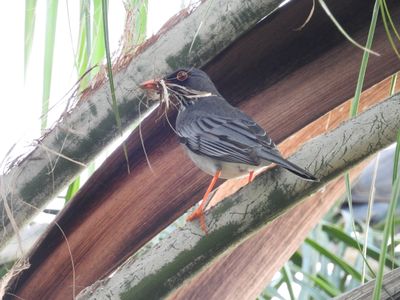 RED-LEGGED THRUSH