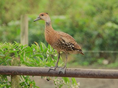 WEST INDIAN WHISTLING-DUCK