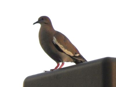 WHITE-WINGED DOVE