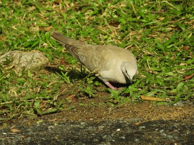 AFRICAN COLLARED-DOVE