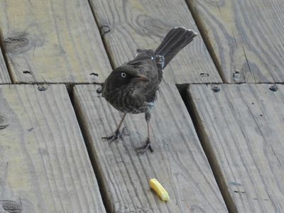 Pearly-eyed Thrasher