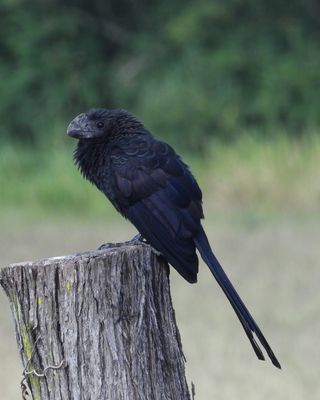 SMOOTH-BILLED ANI