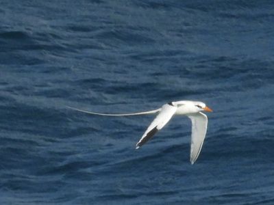 TROPICBIRDS