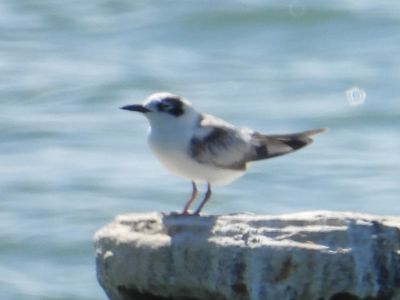 WHITE-WINGED TERN (basic)