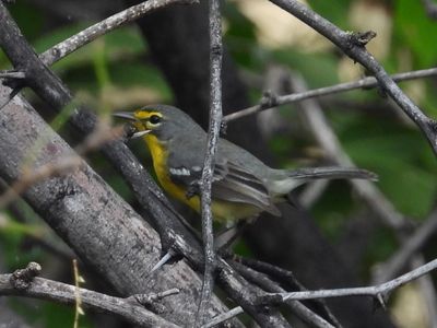 ADELAIDE'S WARBLER