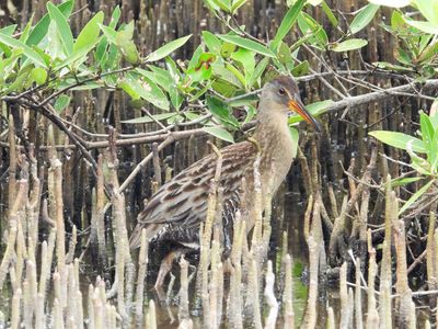CLAPPER RAIL (Puerto Rican)