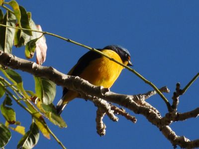 Puerto Rican Euphonia